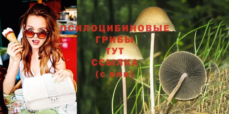 закладка  Ржев  Галлюциногенные грибы Cubensis 